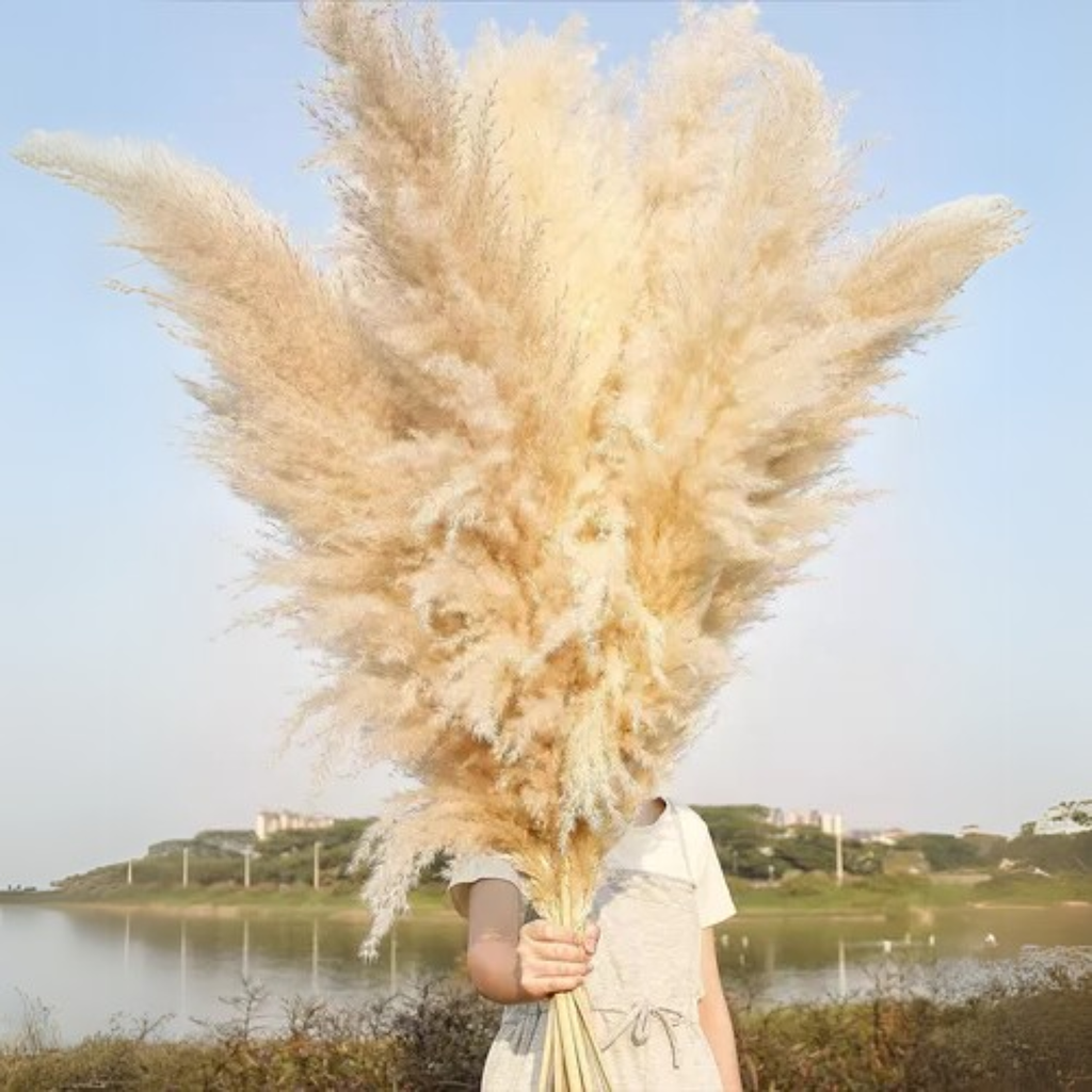 Bela Dried Pampas Grass Bouquet | 10 XL Stems, Natural Elegance