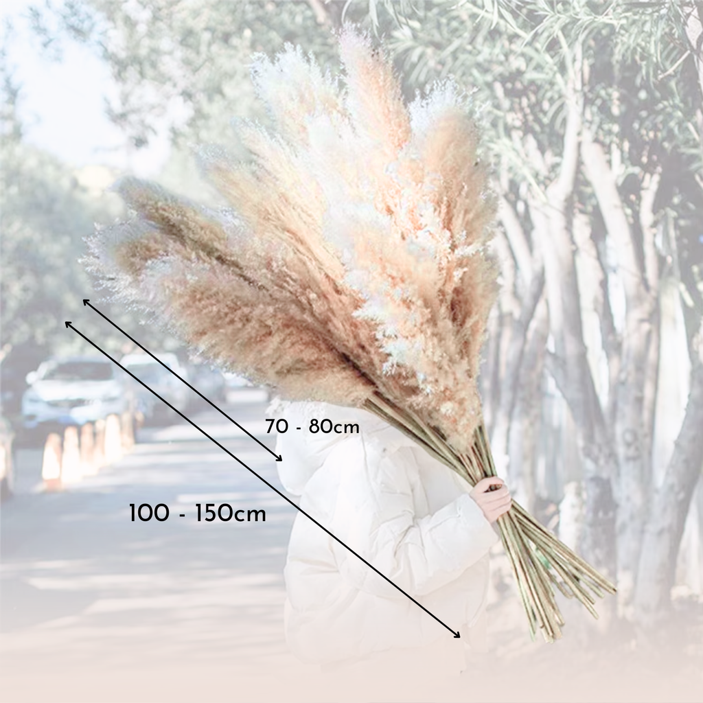 Bela Dried Pampas Grass Bouquet | 10 XL Stems, Natural Elegance