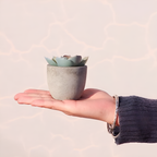 Artificial Succulent Plant PVC Potted Decorative Greenery