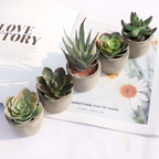 Artificial Succulent Plant PVC Potted Decorative Greenery