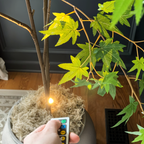 BeamLuxe: Wireless LED Wall Light – Dimmable Accent Lighting for Art & Decor