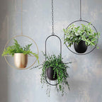 Breeze Hanging Planter | Minimalist Iron Design, Wall or Ceiling Mount