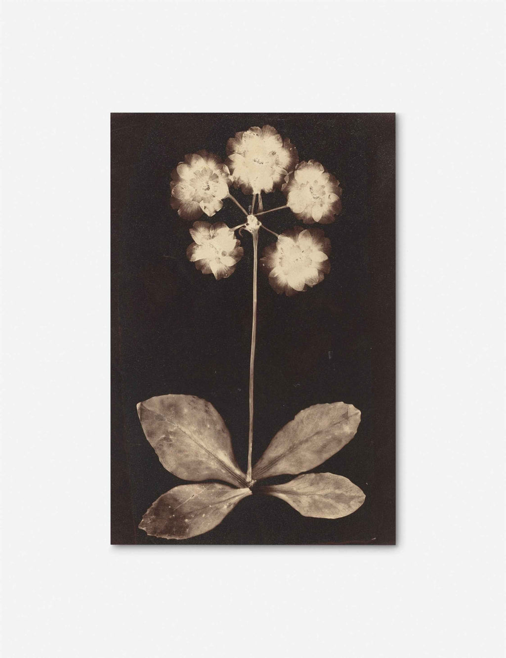 Botanical Photogram Print