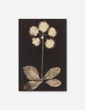 Botanical Photogram Print
