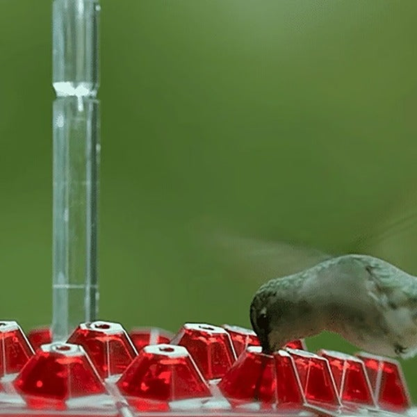 Avelionn – Hanging nectar feeder with ant moat for hummingbirds