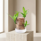 Brazilian Fortune Wood Plant – Air-Purifying Indoor Plant for Home and Office, Symbol of Prosperity and Good Luck